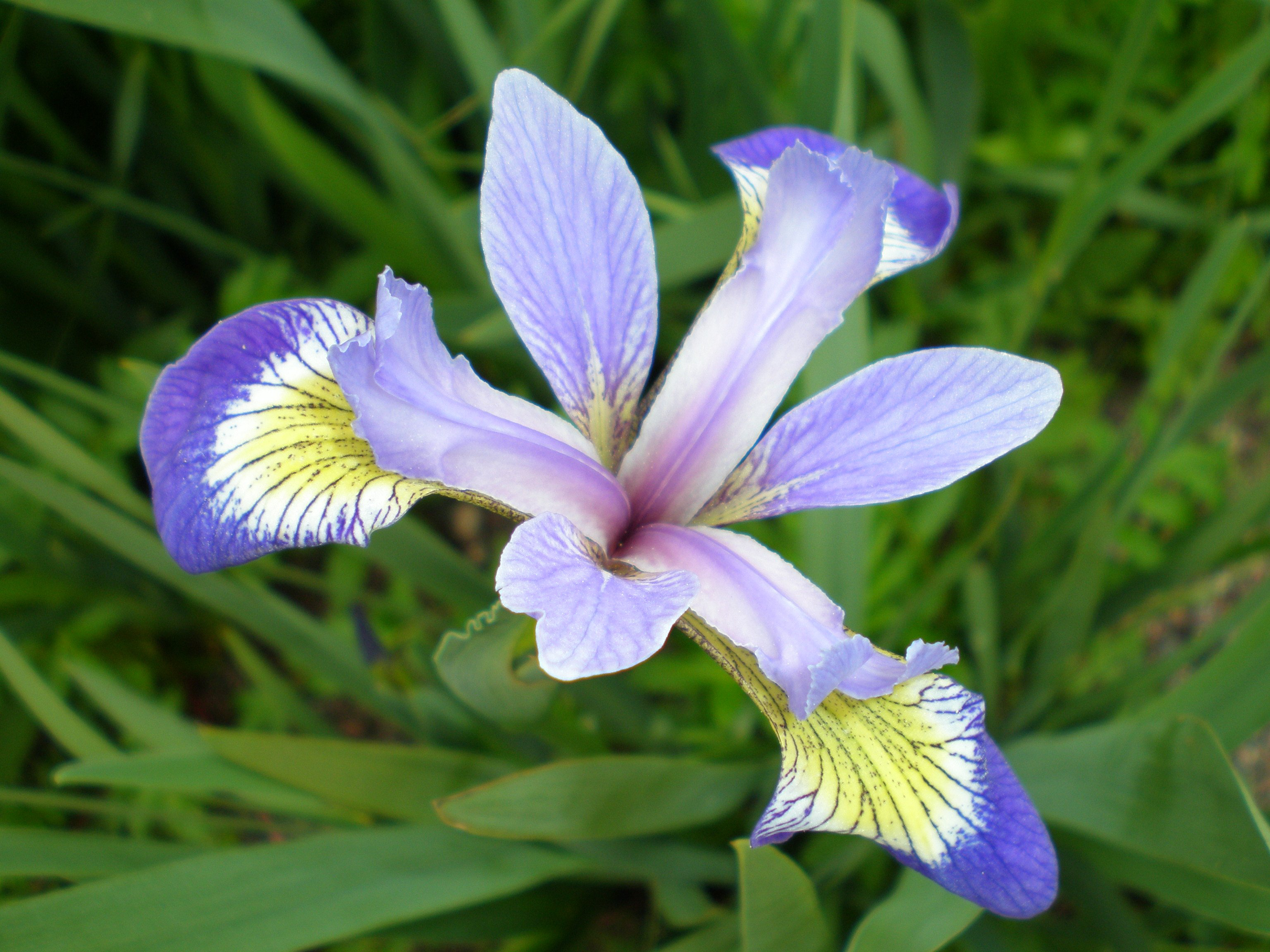 Iris versicolor: https://commons.wikimedia.org/wiki/Iris_versicolor#/media/File:IrisVersicolor-FoxRoost-Newfoundland.jpg. Credit: Courtesy of Jefficus, https://commons.wikimedia.org/w/index.php?title=User:Jefficus&action=edit&redlink=1.