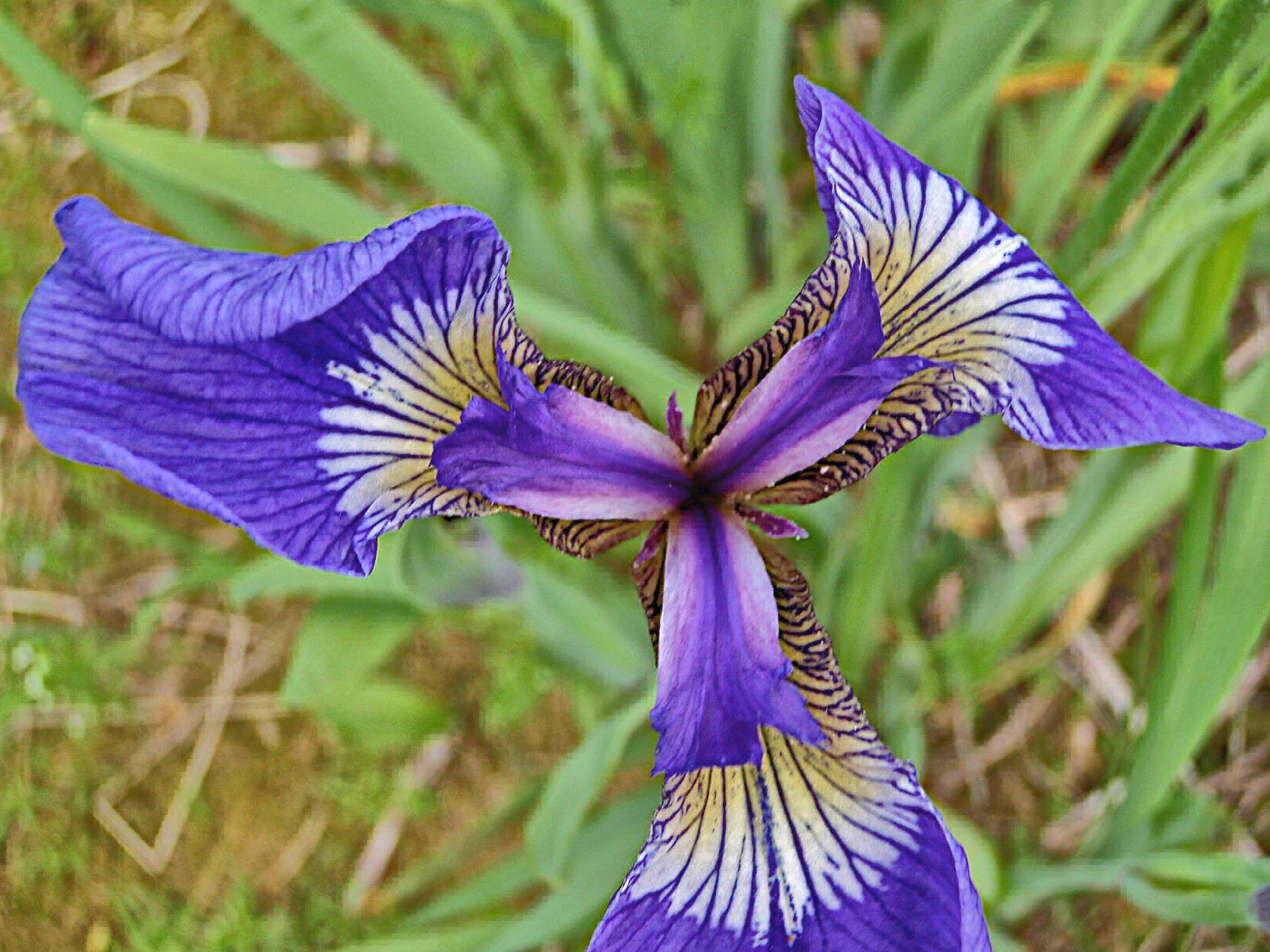 https://commons.wikimedia.org/wiki/File:Wild_iris_KEFJ_(9025144383).jpg. Credit: Courtesy of Nation Park services.